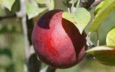 Macoun apple tree