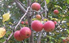 Fruit tree comparison - Malus sieversii