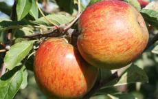 Margil apple tree