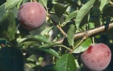 Methley plum tree