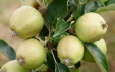 Fruit tree comparison - Michelin