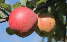 Fruit tree comparison - Mother