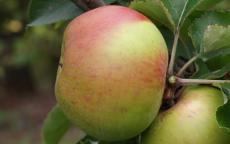 Fruit tree comparison - Muscadet de Dieppe