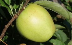 Mutsu apple tree