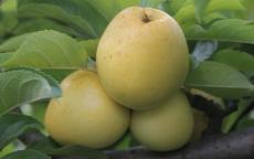 Fruit tree comparison - Nehou