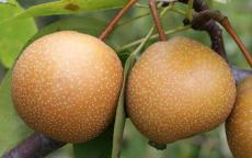 Niitaka asian pear trees