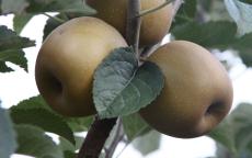 Fruit tree comparison - Pine Golden Pippin