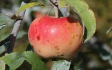 Pink Pearl apple tree