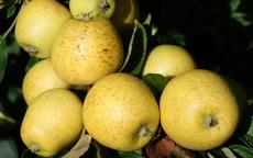 Fruit tree comparison - Pitmaston Pine Apple