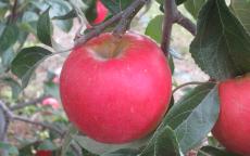 Pixie Crunch apple tree