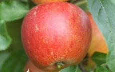 Cox Queen apple tree