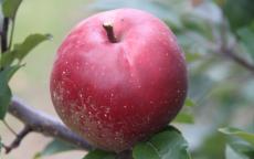 Redfield apple trees