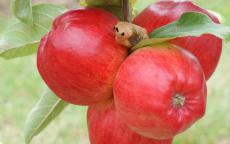 Redfree apple tree