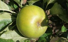 Reinette Clochard apple tree