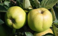 Rhode Island Greening apple tree