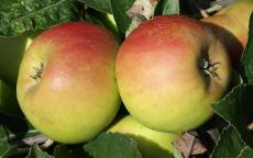 Roxbury Russet apple tree