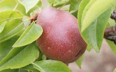 Seckel pear tree