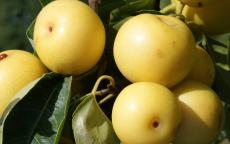 Shinseiki asian pear trees