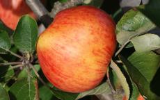Somerset Redstreak cider apple tree