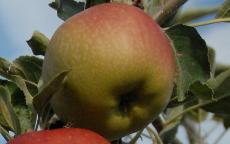 Spitzenburg apple tree