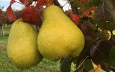 Maxine pear tree