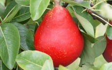 Fruit tree comparison - Red Clapp's Favorite