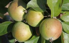 Fruit tree comparison - Stembridge Cluster