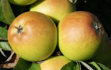 Sturmer Pippin apple tree