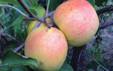 Fruit tree comparison - SunCrisp