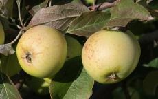 Sweet Coppin cider apple tree