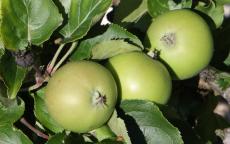 Fruit tree comparison - Vilberie