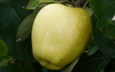 Yellow Transparent apple tree