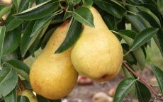 Bartlett pear tree
