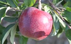 Williams' Pride apple tree