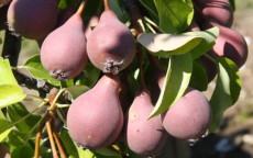 Winnals Longdon perry pear tree