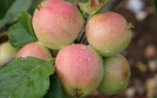 Yarlington Mill cider apple tree