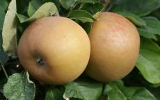 Fruit tree comparison - Zabergau Reinette
