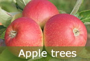 Apple trees for sale