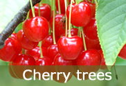 Cherry trees for sale