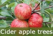 Hard cider trees for sale